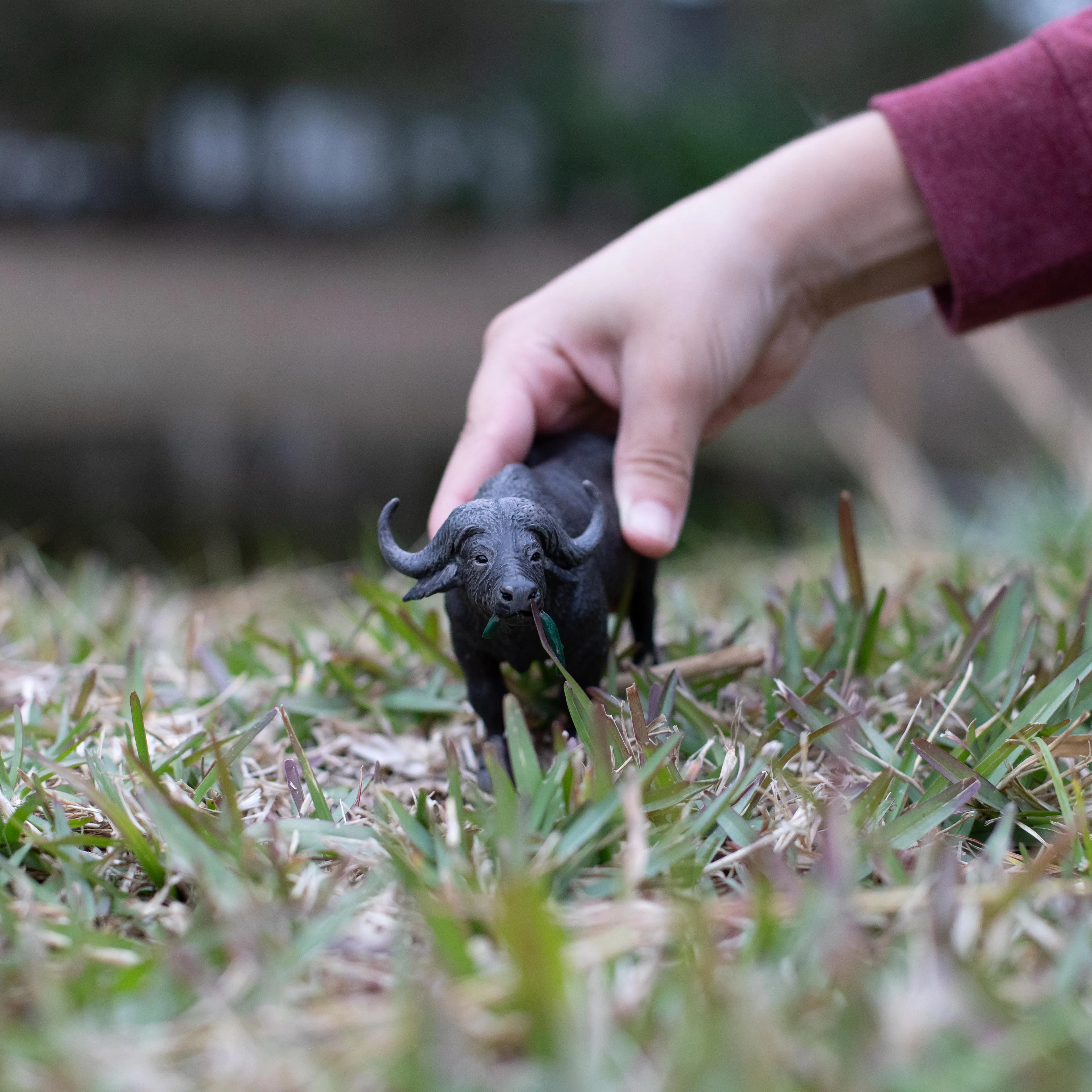 Cape Buffalo Toy
