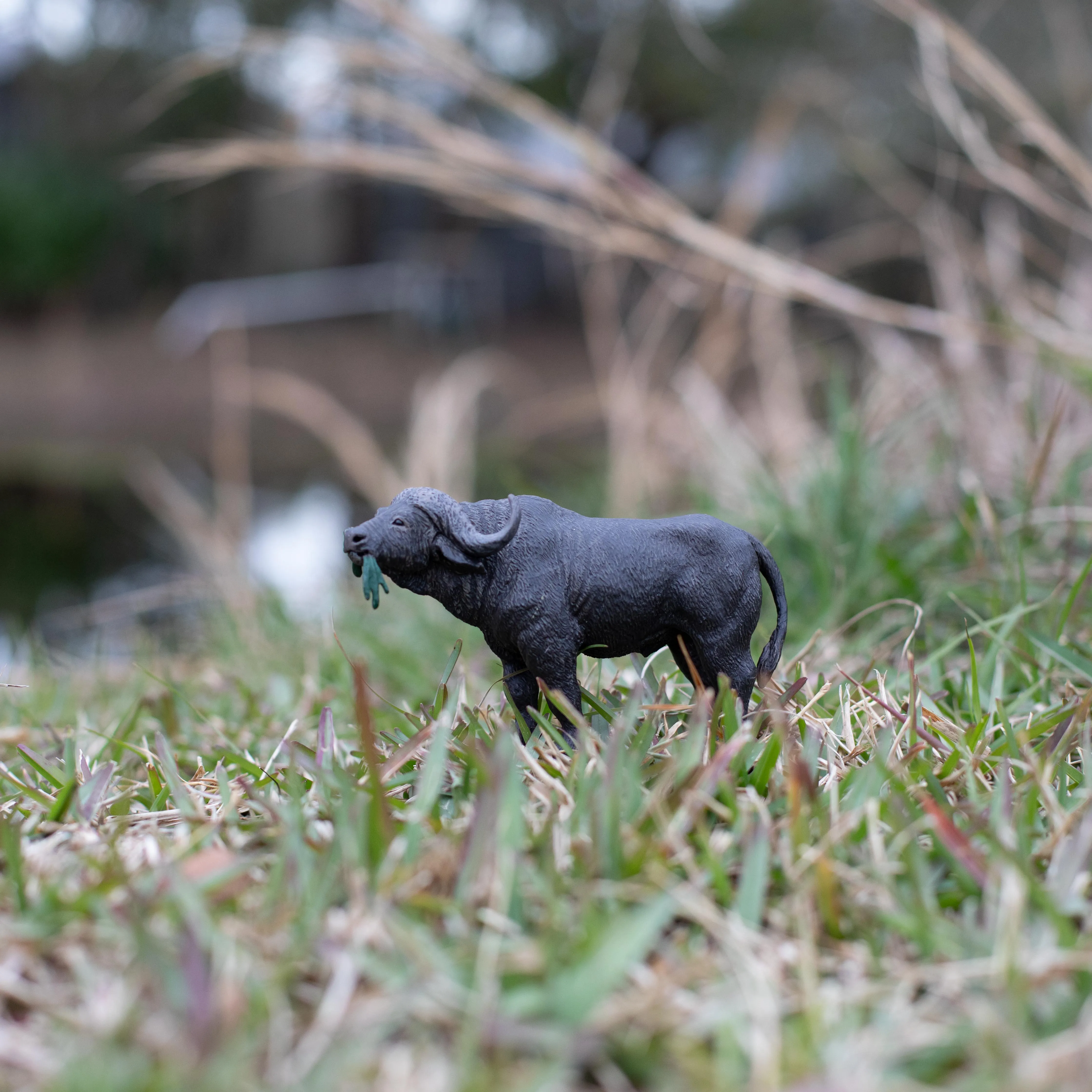 Cape Buffalo Toy
