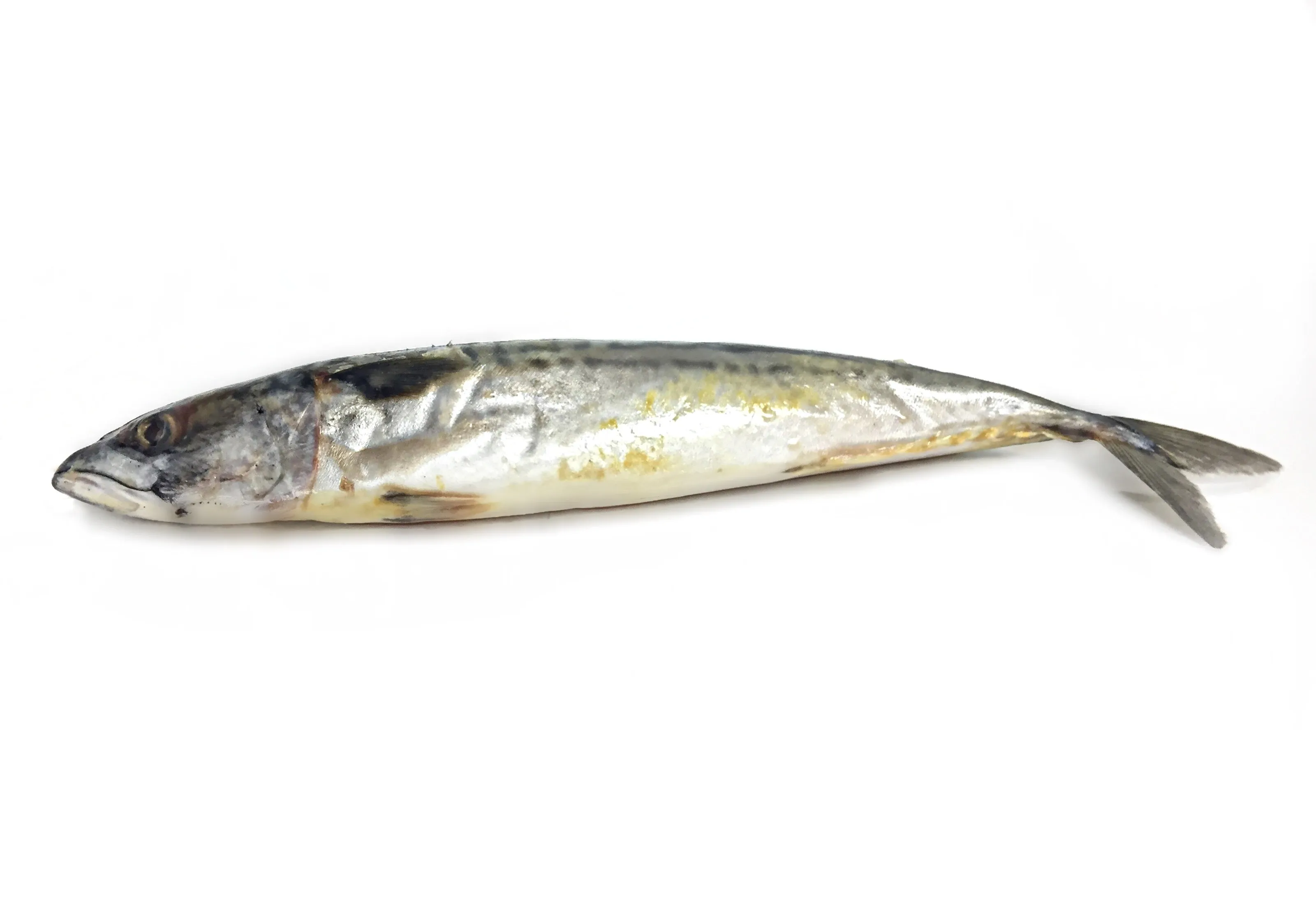 Mackerel