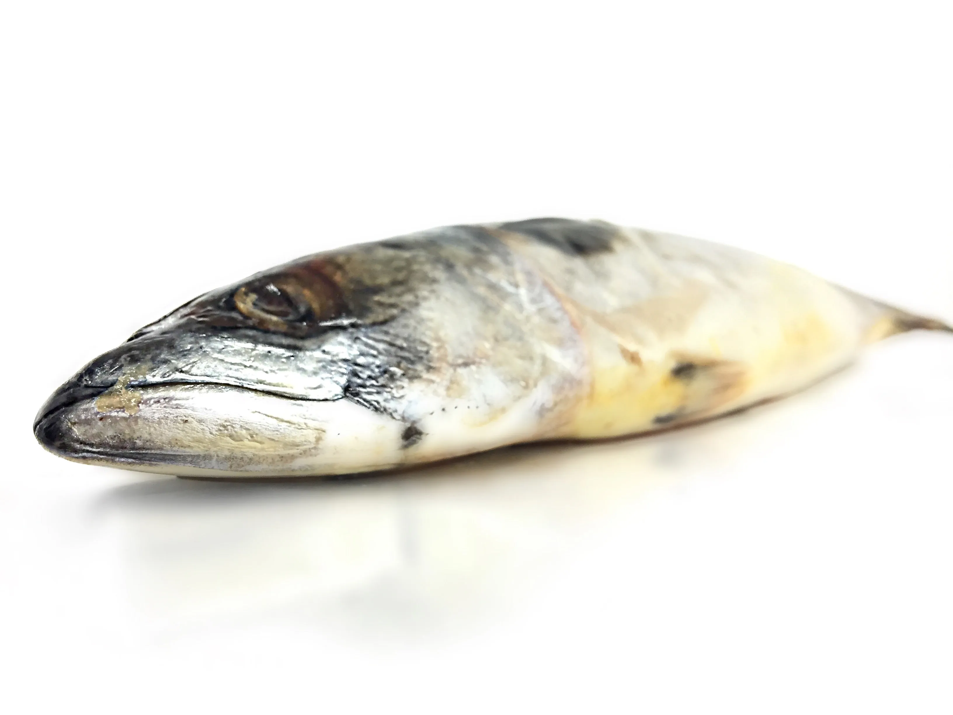 Mackerel