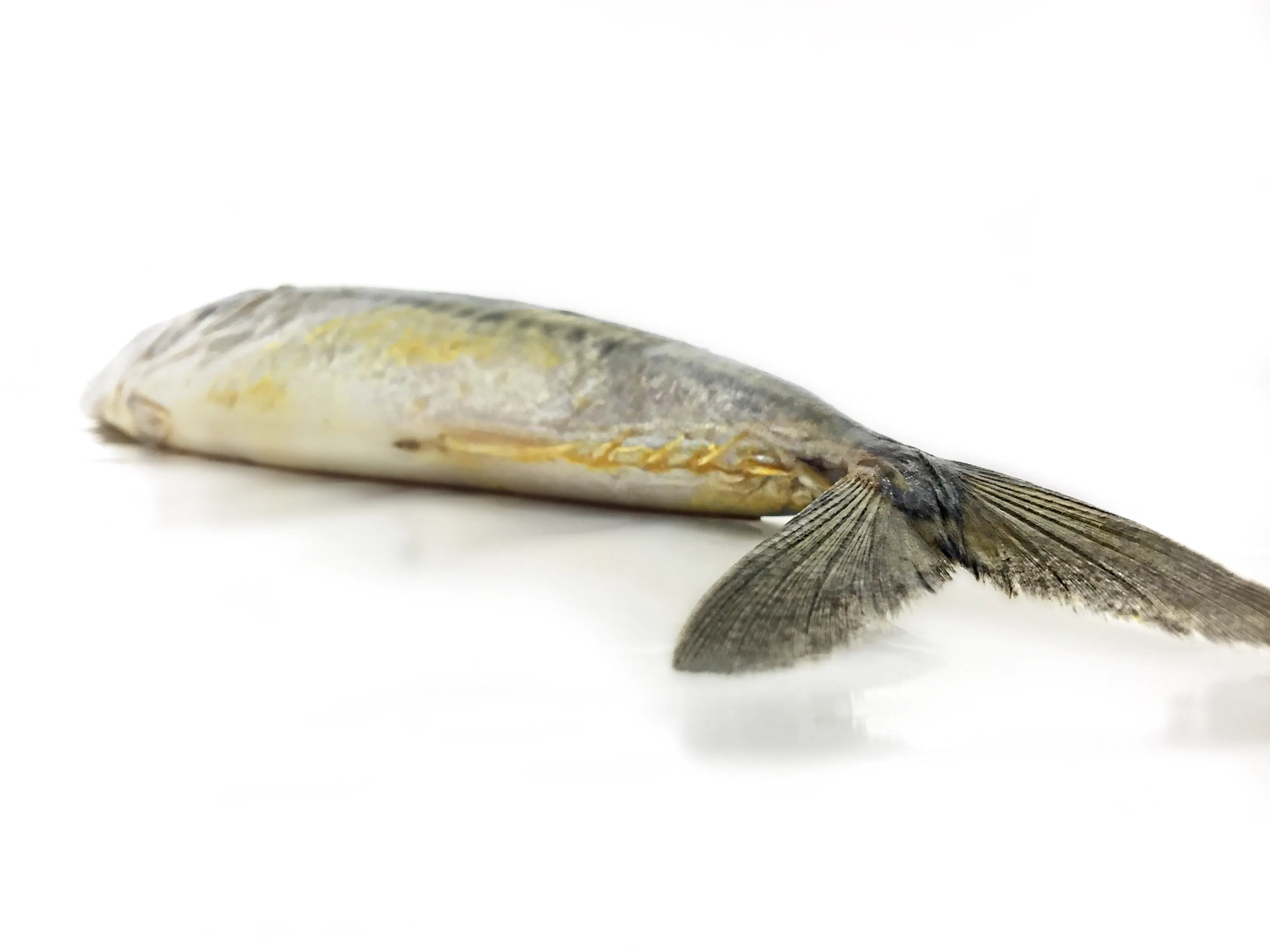Mackerel